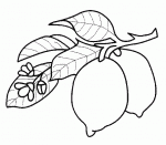 coloriages de citrons