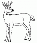 coloriages de cerfs