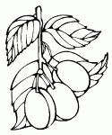 coloriages de prunes
