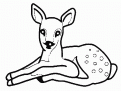 coloriage faon 01