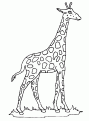 coloriage girafe 06