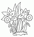 coloriage jonquille 04