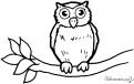 coloriage petite chouette ou hibou 40