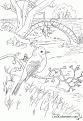 coloriage-rouge-gorge-11