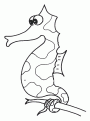 coloriage hippocampe 07