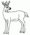coloriage cerf 06