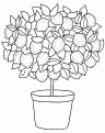 coloriage citron 09