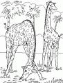 coloriage girafe 23