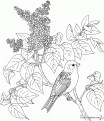 coloriage-lilas-oiseau-21