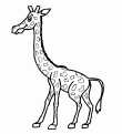 coloriage girafe 16