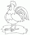 coloriage coq 14