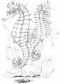 coloriage hippocampe 16