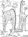 coloriage girafe 02