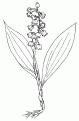 coloriage muguet 09