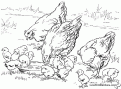 coloriage poule et poussin 27