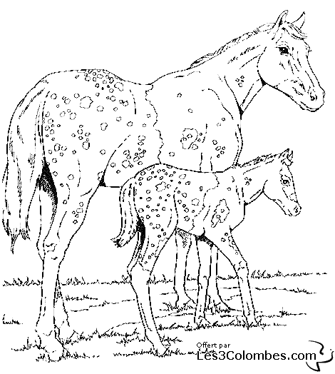 coloriage-chevaux-poulain-13