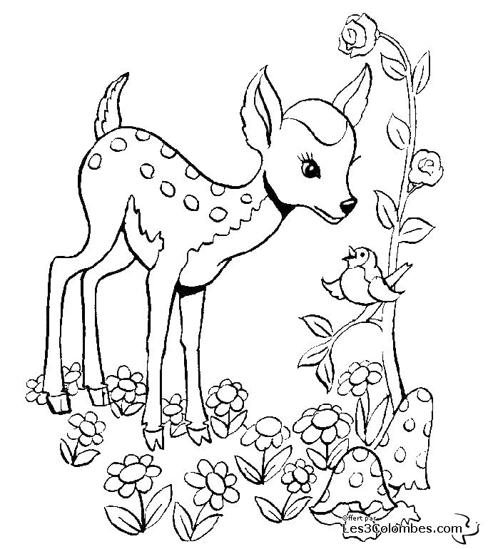 coloriage-faon-03
