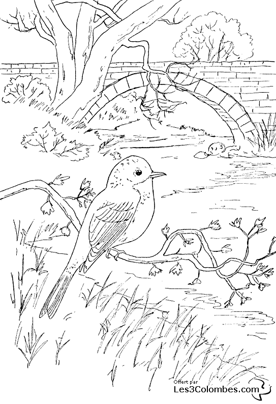 coloriage-rouge-gorge-11