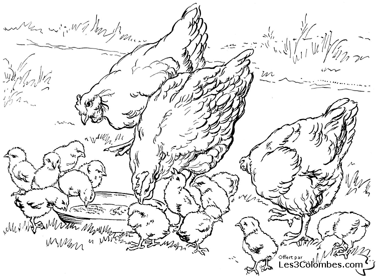 coloriage poule et poussin 27