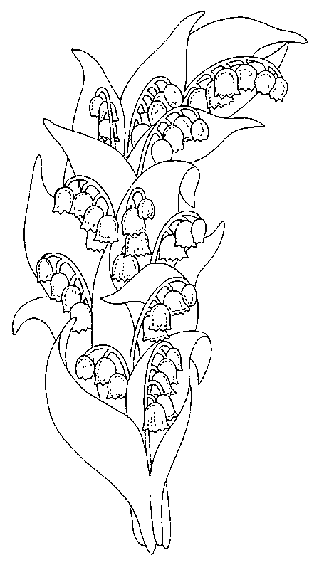coloriage muguet 12