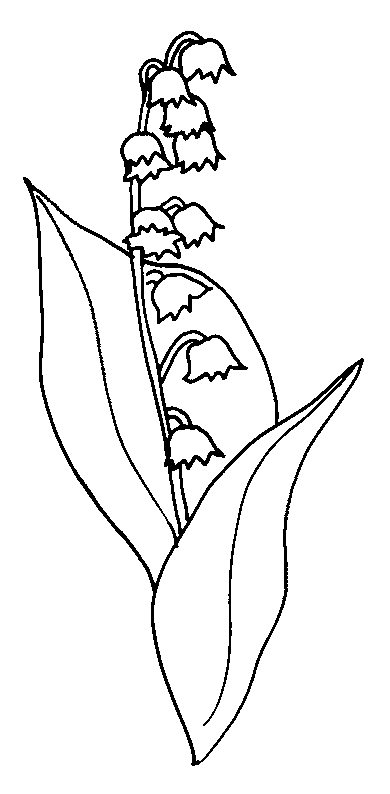 coloriage muguet 13