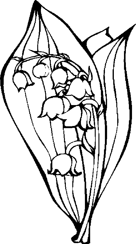 coloriage muguet 20