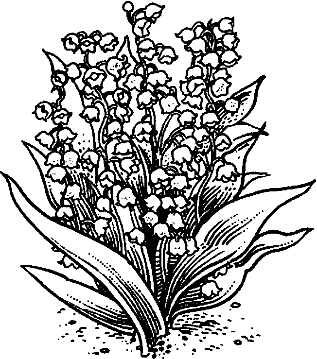 coloriage muguet 26