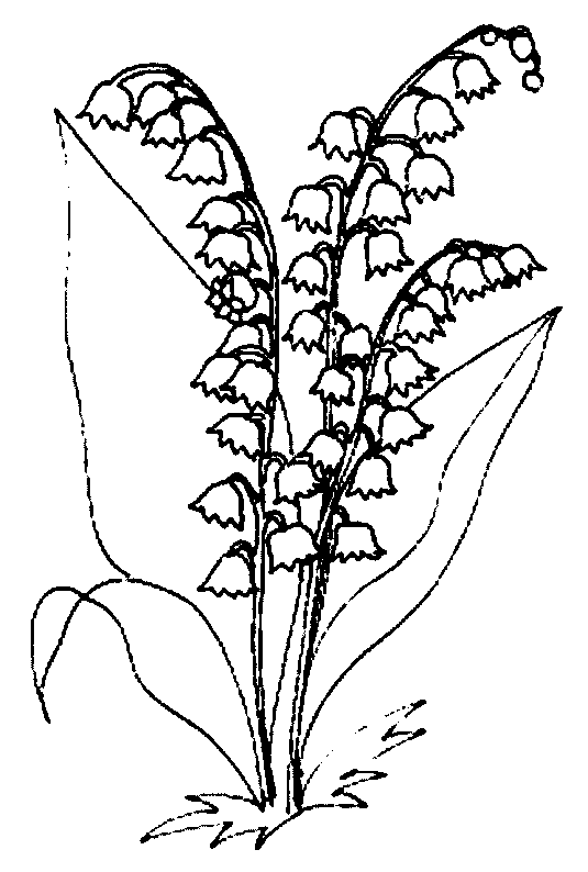 coloriage muguet 27