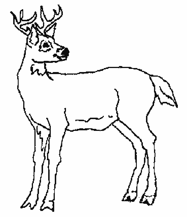 coloriage cerf 06