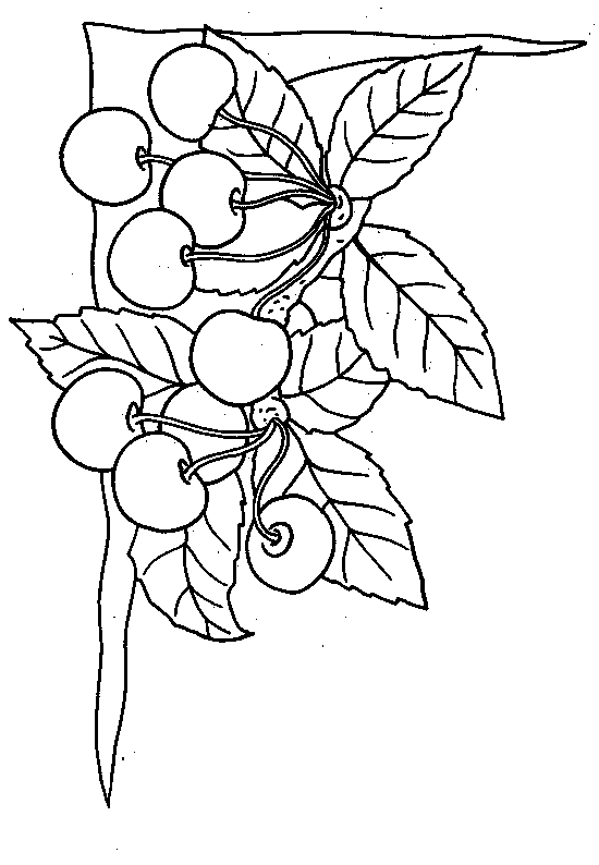 coloriage cerise 08