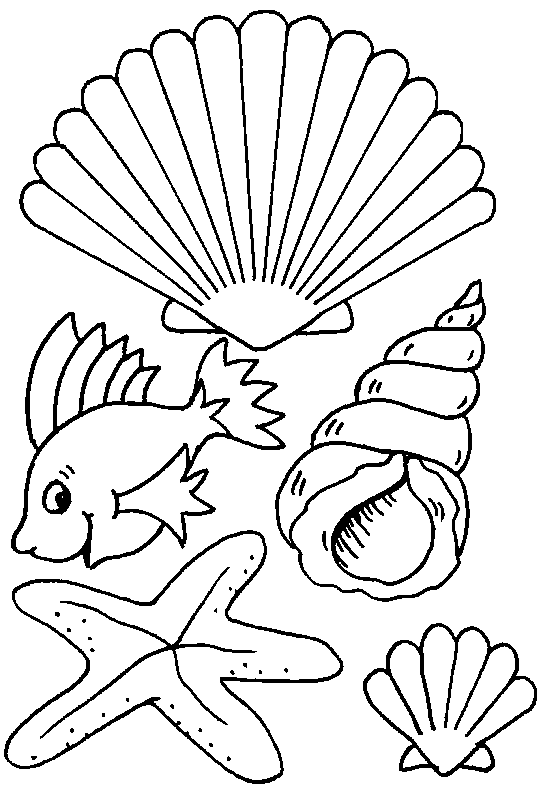 coloriage coquillage 11