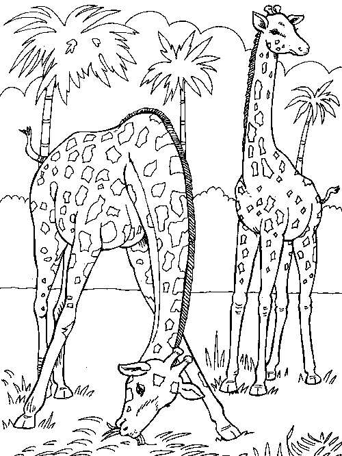 coloriage girafe 02