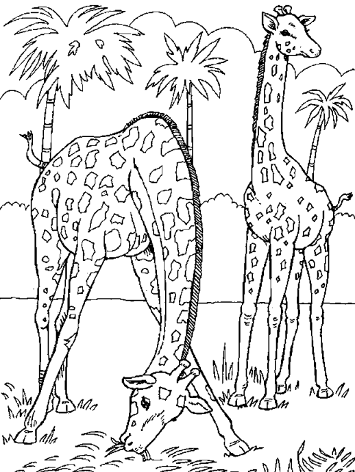 coloriage girafe 23