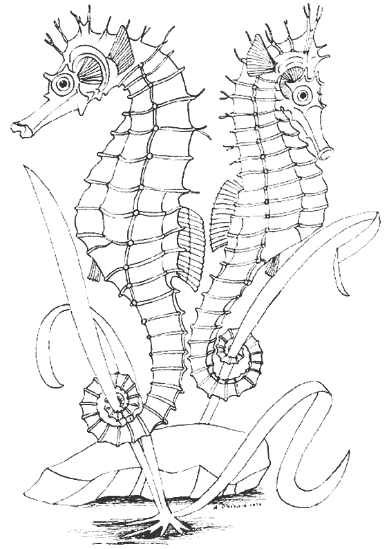 coloriage hippocampe 16