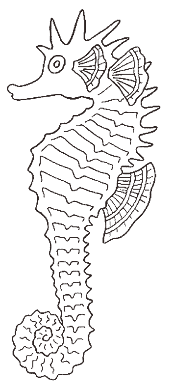 coloriage hippocampe 22