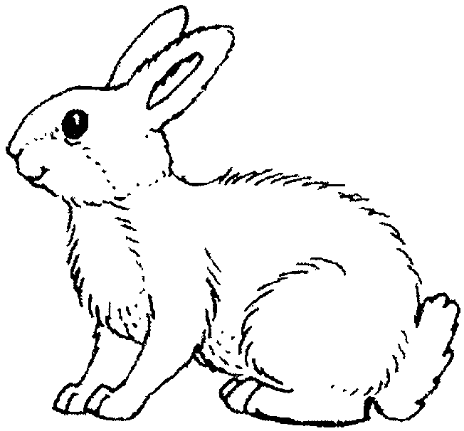 coloriage lapin 05