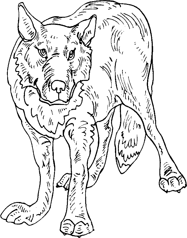 coloriage loup 08