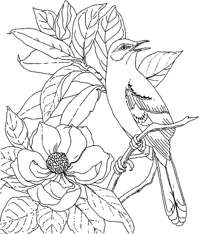 coloriage magnolia 08