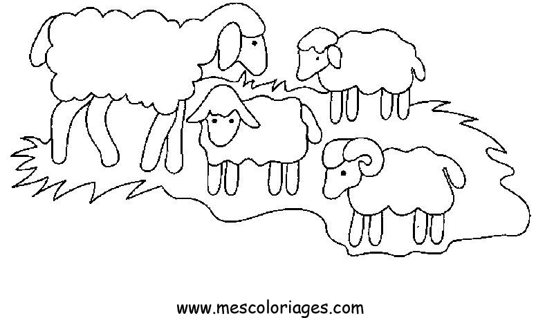 coloriage mouton 56