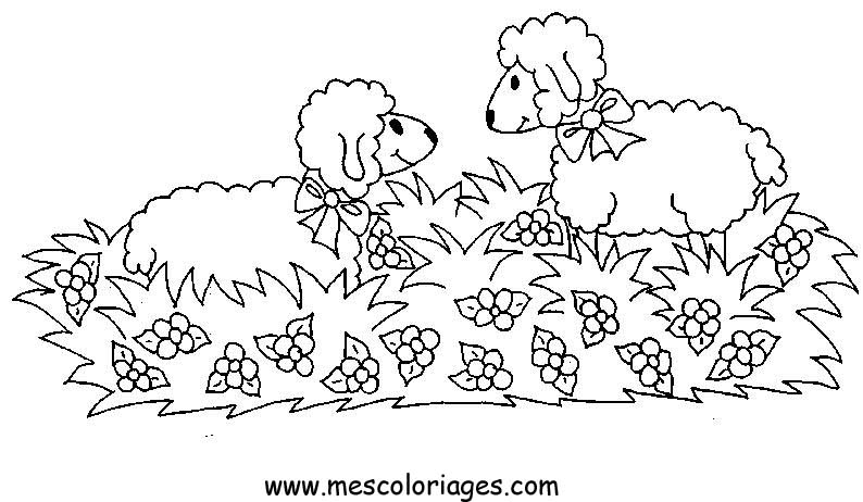 coloriage mouton 62