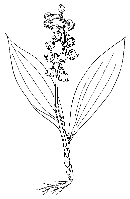coloriage muguet 09