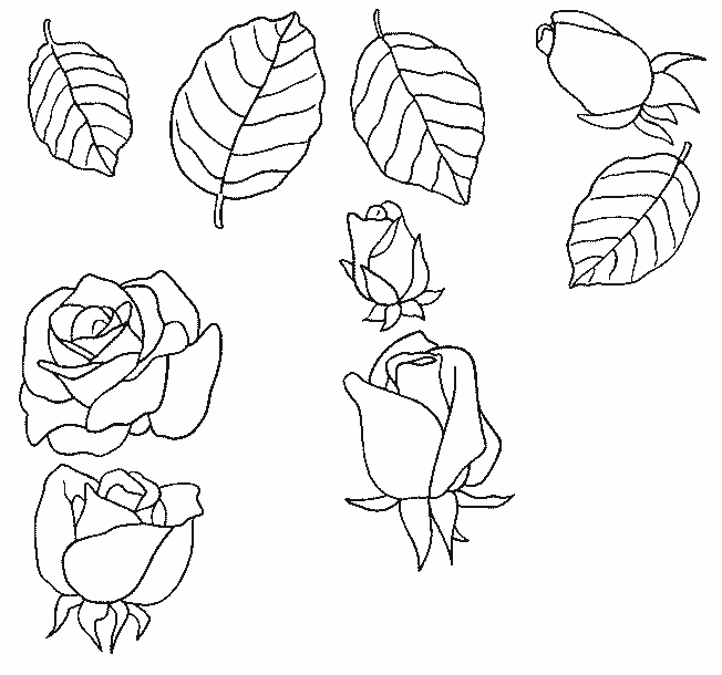 coloriage rose 13