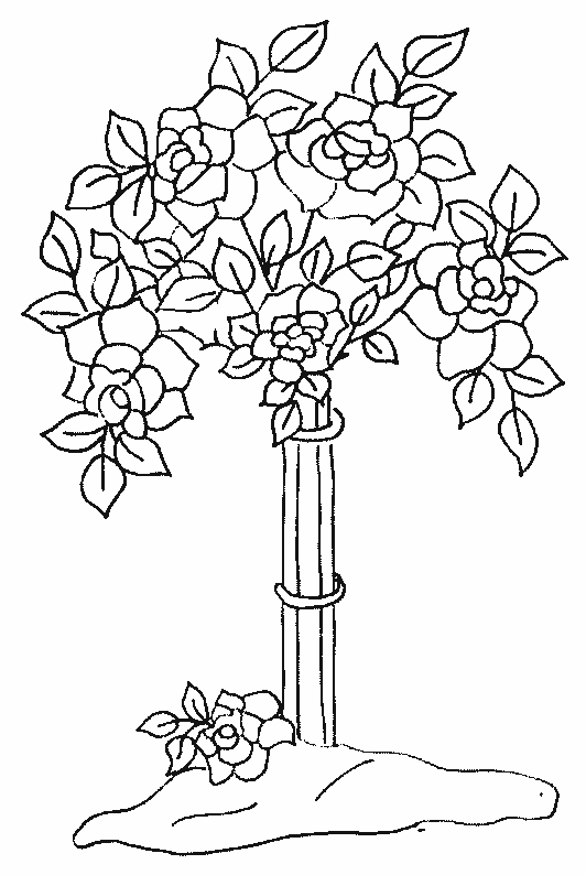 coloriage rose 17